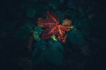 Red fallen leaf