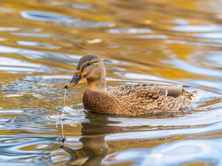 Mallard female Duck swims in the pond.