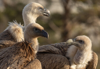 Griffon Vultures in Gorges du Verdon, France