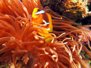 Naklejka na ściany i meble Red Sea colorful Clown fish