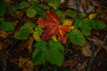 Red fallen leaf