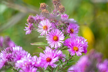 Fototapeta premium Asters are flowers that fit well into any garden.
