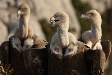 Griffon Vultures in Gorges du Verdon, France