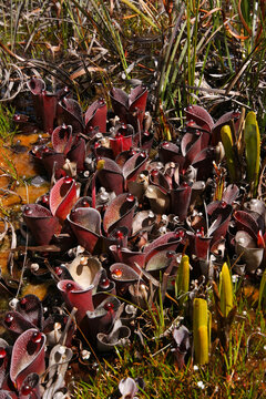 Plants of Heliamphora pulchella, carnivorous pitcher plant with Brocchinia reducta in natural habitat, Amuri Tepui, Venezuela