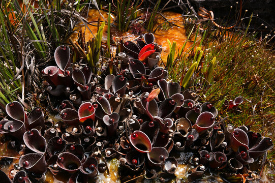 Plants of Heliamphora pulchella, carnivorous pitcher plant in natural habitat, Amuri Tepui, Venezuela