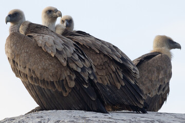 Griffon Vultures in Gorges du Verdon, France