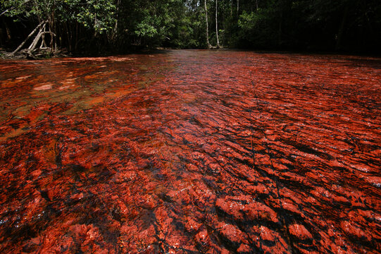 Red jasper riverbed surrounded by forest at Quebrada de Jaspe, Jasper Creek, Gran Sabana, Venezuela