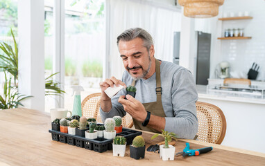 Portrait of happy sme owner senior caucasian man working gardening cactus succulent. Hobby or...