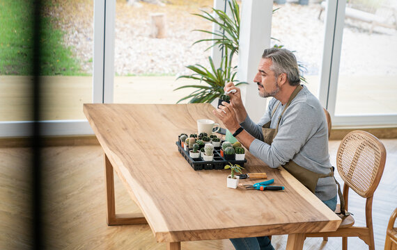 Portrait Of Happy Sme Owner Senior Caucasian Man Working Gardening Cactus Succulent. Hobby Or Leisure Startup Small Business Sme Owner, Retirement Mature Farmer.