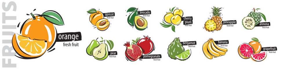 Vector set of painted all fruits on a white background - obrazy, fototapety, plakaty