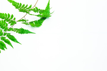 Minimalistic background with plants. Japanese painted fern (Anisocampium niponicum), Green branches and leaves on a white background. Flat lay. Right Copy Space