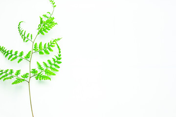 Spring concept. Minimalistic background with plants. Japanese painted fern (Anisocampium niponicum). Flat lay. Right Copy Space