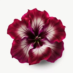 Naklejka premium Hibiscus flower isolated on white background. Dark viva magenta color. Love and romance card. Generative ai.
