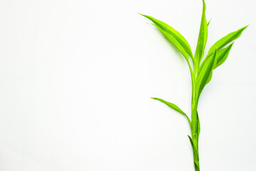 Fototapeta na wymiar Green plant frame on a white background. Song of India (Dracaena reflexa). Modern minimalistic mockup. Flat Lay. Left Copy Space