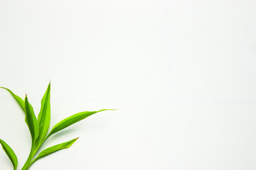 Fototapeta na wymiar Green plant frame on a white background. Song of India (Dracaena reflexa). Modern minimalistic mockup. Flat Lay. Right copy space