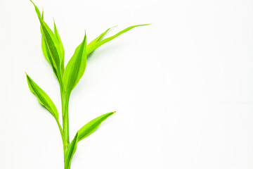 Fototapeta na wymiar Green plant frame on a white background. Song of India (Dracaena reflexa). Modern minimalistic mockup. Flat Lay. Right copy space