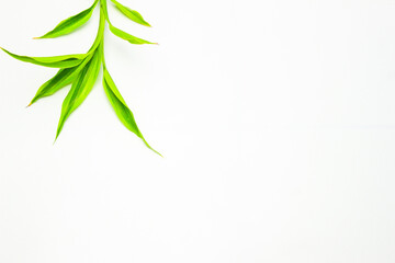 Green plant frame on a white background. Song of India (Dracaena reflexa). Modern minimalistic mockup. Flat Lay. Right Copy Space for text