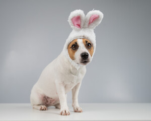 Jack Russell Terrier dog in bunny ears on a white background. Copy space.