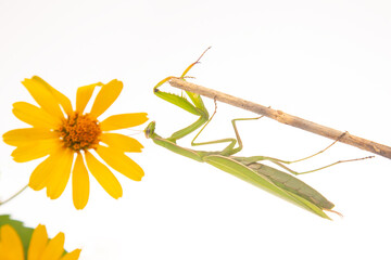 green praying mantis sits on a yellow flower on a white background. insect predator. nature and zoology - obrazy, fototapety, plakaty