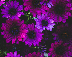 Purple Osteospermum fruticosum (African daisy), springtime. Floral wallpaper background. Home gardening, garden care