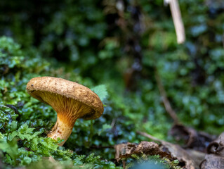 Boschi dell'Appennino Ligure (Varazze, Savona) - Parco del Beigua