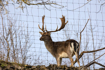 Forest deer behind the net.