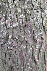 Wooden texture set (collection), tree wood texture, Grunge retro vintage wooden texture Tropical Tree