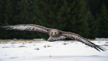 Bird of prey flying in The Bohemian Moravian Highlands.