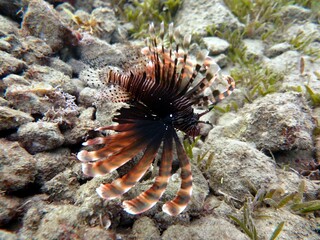 Red Sea Giant Lion fish