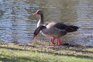 two gooses at the water