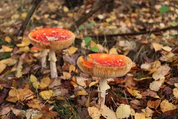 fly mushrooms in autumn forest