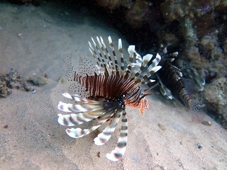 Red Sea Giant Lion fish