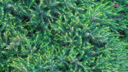 Green Pine Wallpaper. Lush Coniferous Background. Branches of conifer