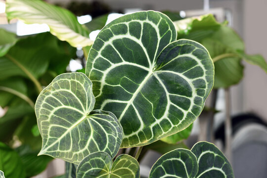 Beautiful leaves with white lace pattern veins of exotic 'Anthurium Clarinervium' houseplant