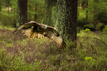 Bird of prey flying in The Bohemian Moravian Highlands.