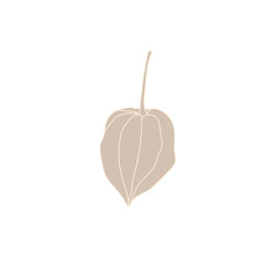 Flower Flat 1 set Cape gooseberry 