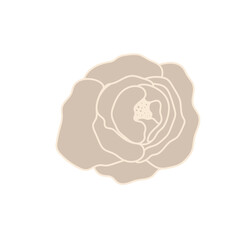 Flower Flat magnolia flower 