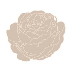 Flower Flat Peony Flower 