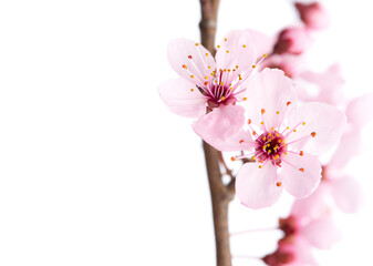 Two light pink flowers on Sakura branch isolated on white background. Selective focus. Close-up.