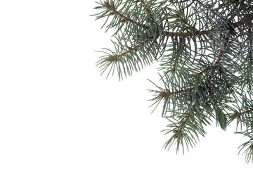 Blue Spruce branch  isolated on white background
