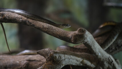 Obraz premium snake on tree