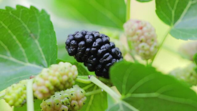 Many black mulberries, Ripe mulberries close up.