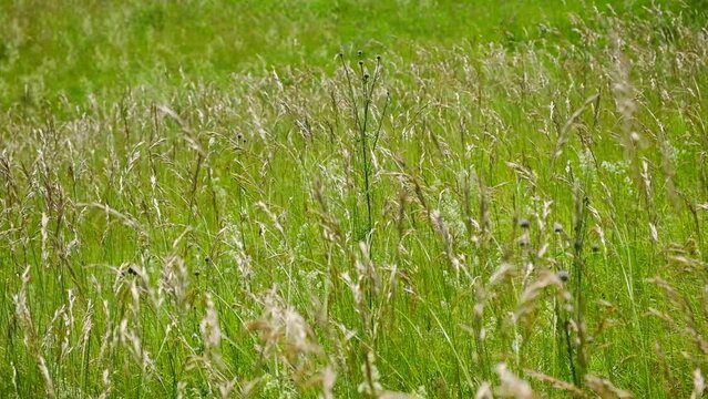 High wild grass, Poa annua, blooming on a rural background. Poa andina. Poa supina. In the meadow among wild grasses in the pasture grows Poa. Green Natural Wallpaper. Wild Grass Field. Summer Day