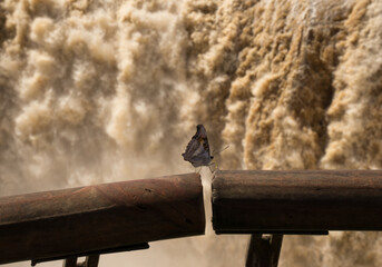The butterfly in front of the Iguazú Falls. The awesome force of nature. 