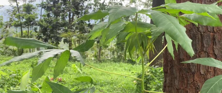 cassava plants planted in the garden among the trees