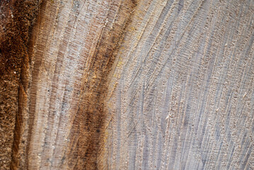 Close-up texture photography of wood. Cut tree trunk.Annual rings on a cut tree close-up.Wooden heart for decoration.Wood background.Wood front view. Natural wood background.Tree trunk cross section