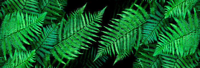 banner natural background fern leaf on black background tropical leaves