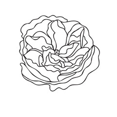 Flower Outline Evelyn Rose 