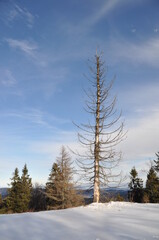 Beskid Sądecki, Jaworzyna Krynicka, góry, zima, Małopolska, 