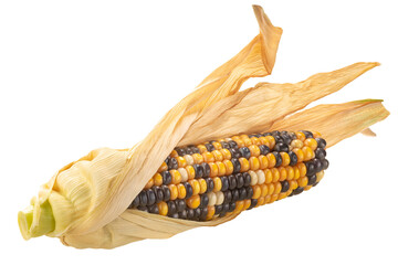 Heirloom variegated multicolor maize corn cob (Zea mays ear), half-peeled, isolated png